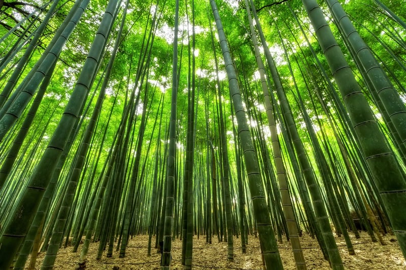 Bamboo Trellis
