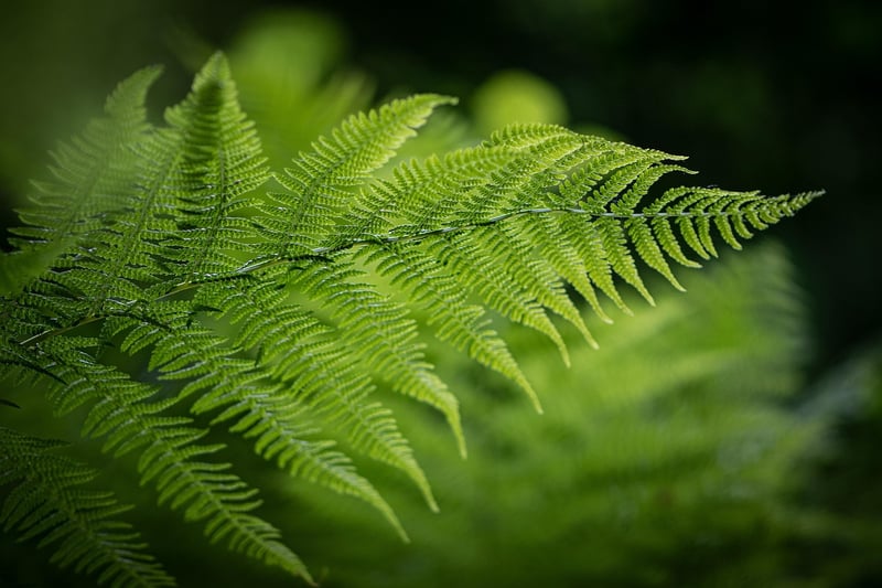 Fern Plant