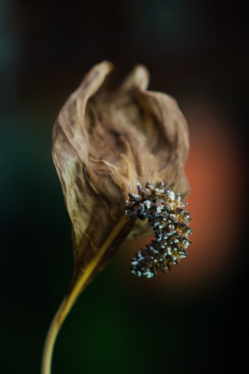 Peace Lily Flower
