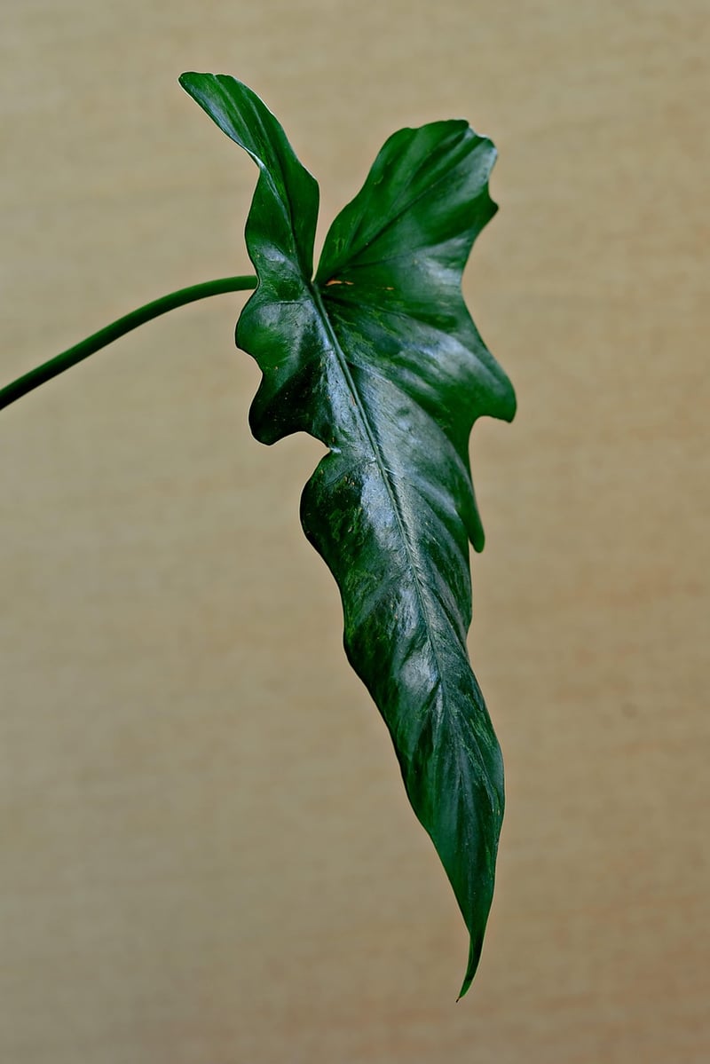Pothos plant in low light