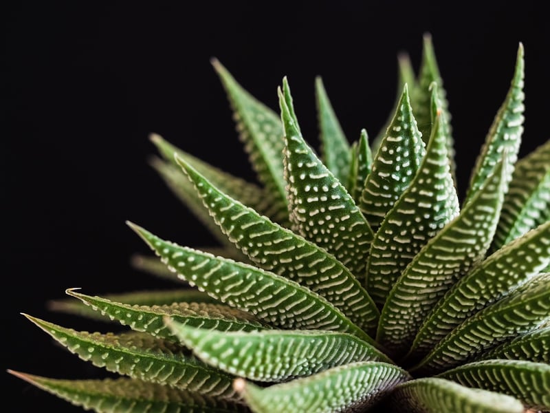 Succulents in sunlight